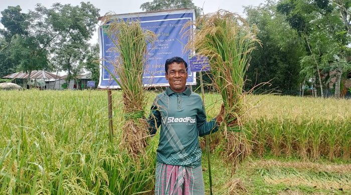 উচ্চ ফলনশীল ধান চাষে সফলতা -কৃষকের দিন বদল